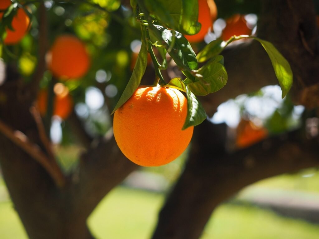 Ripe orange fruit hanging on tree branch with green leaves in sunlight